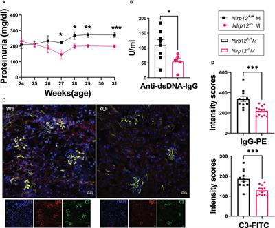 Nlrp12 deficiency alters gut microbiota and ameliorates Faslpr-mediated systemic autoimmunity in male mice